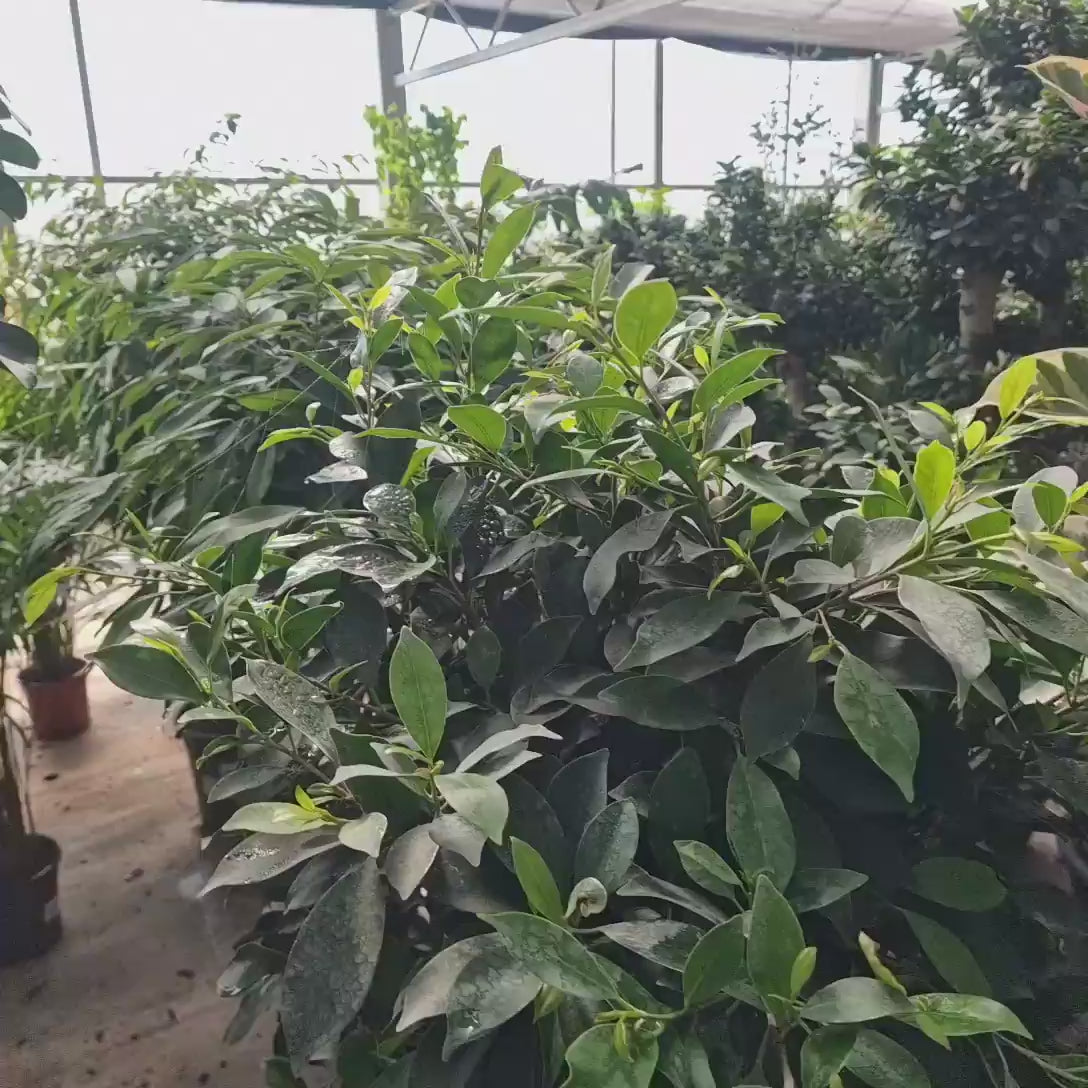 Ficus Nitida cu Tulpina Impletita, 120 cm, planta de interior cu coroana bogata si frunze verzi lucioase
