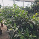Ficus Nitida cu Tulpina Impletita, 120 cm, planta de interior cu coroana bogata si frunze verzi lucioase