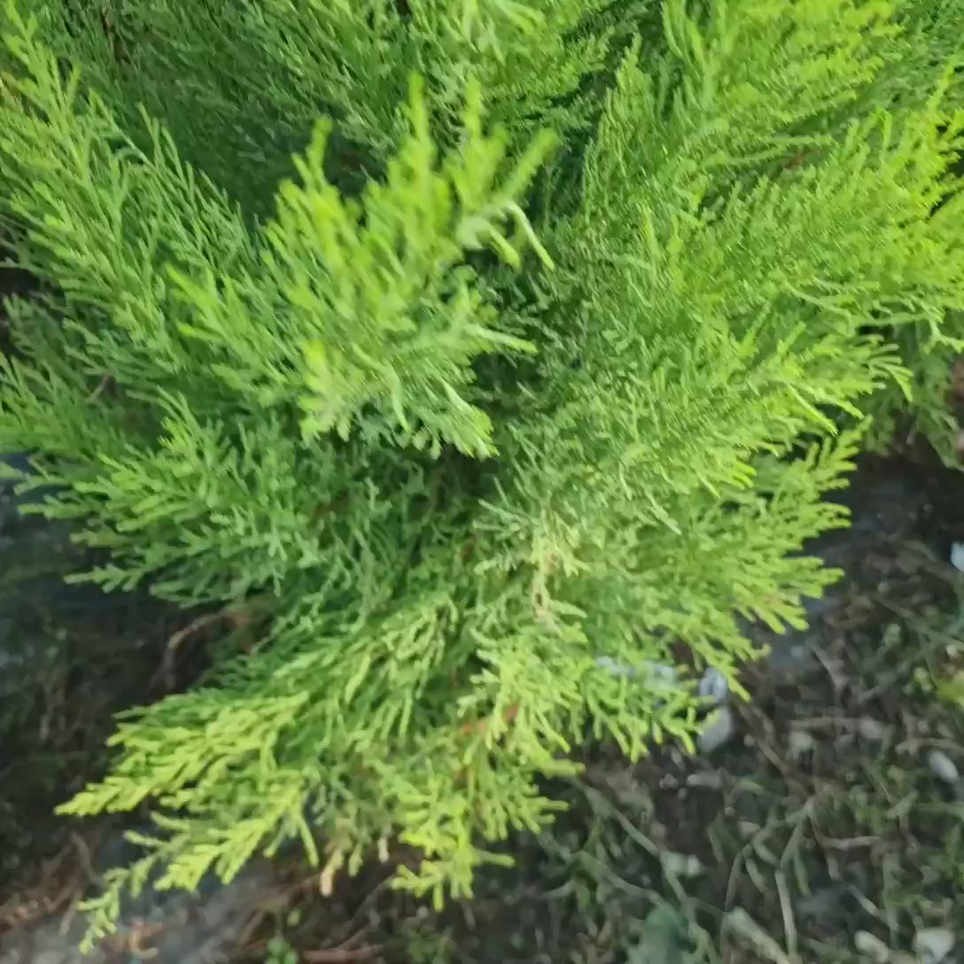 Chiparos de Lamaie Goldcrest Wilma, conifer decorativ auriu, forma piramidala, crestere compacta, rezistenta la taiere si parfum placut de lamaie