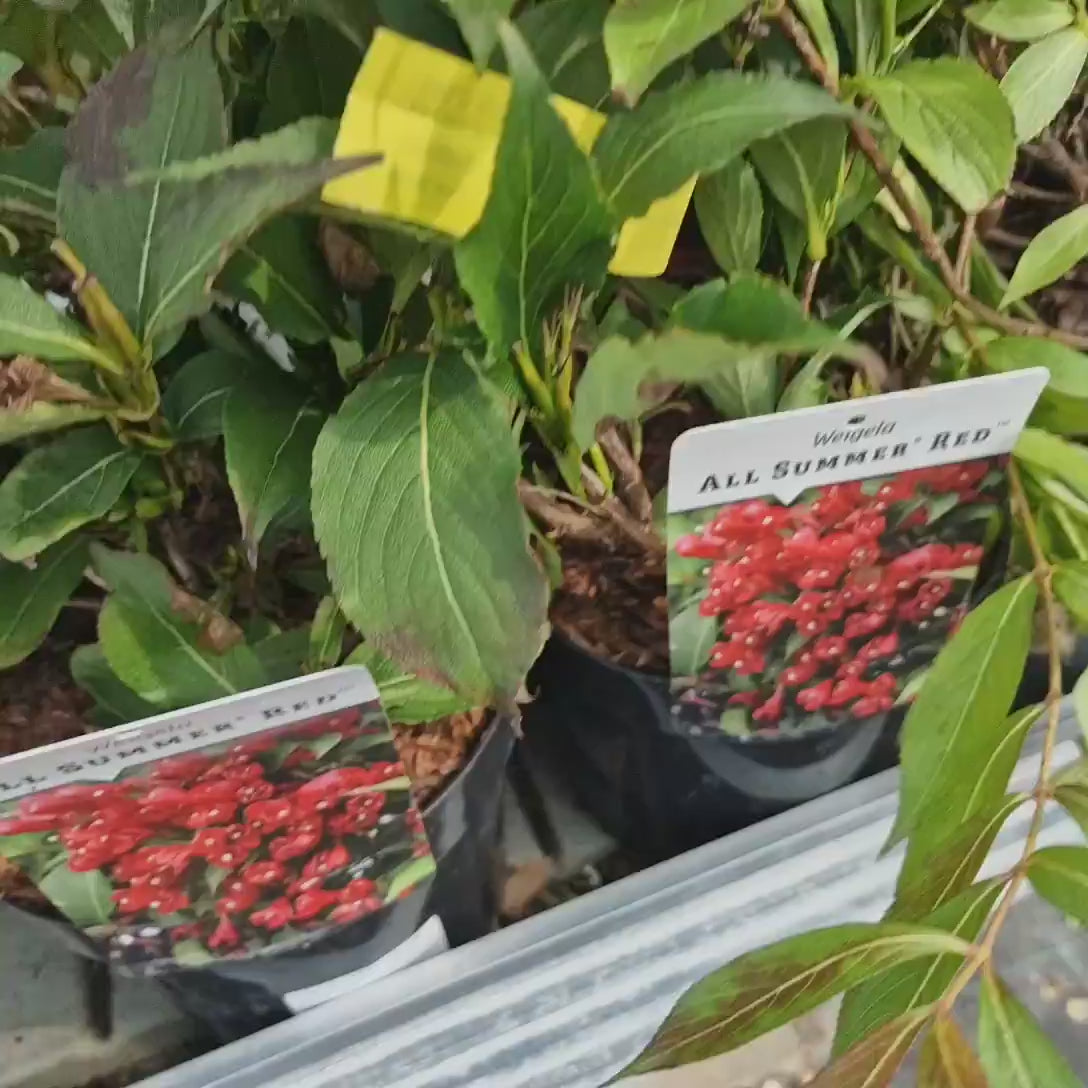 Weigela All Summer Red, arbust cu flori rosii repetate, rezistent iarna, pentru gradina sau terasa