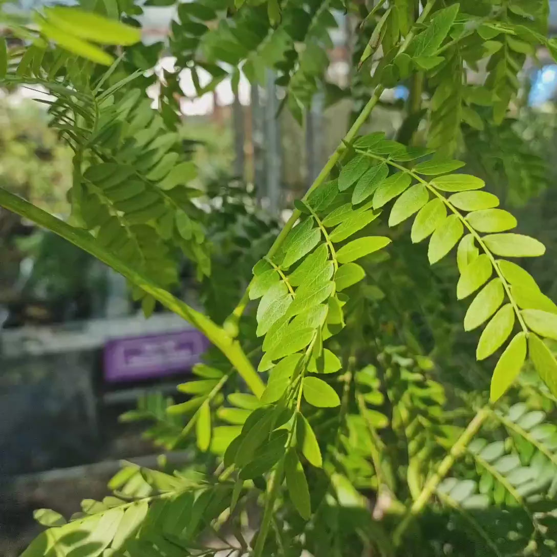 Salcam de Miere Roscovul (Gladita) Sunburst, arbore ornamental cu frunzis galben-auriu, crestere rapida, fara tepi