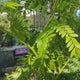 Salcam de Miere Roscovul (Gladita) Sunburst, arbore ornamental cu frunzis galben-auriu, crestere rapida, fara tepi