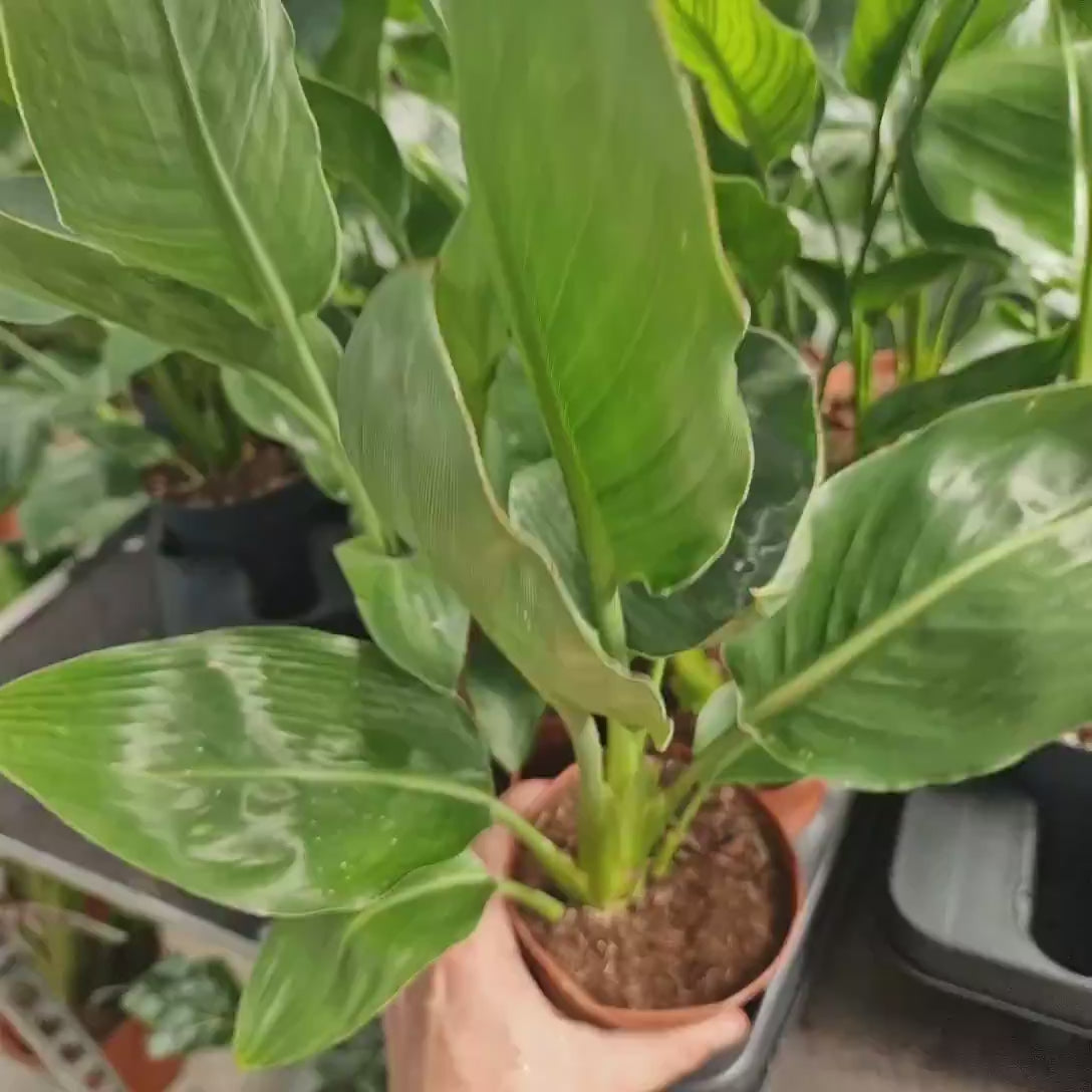 Strelitzia Reginae, Pasarea Paradisului, 40 cm, planta exotica mare cu frunze uriase tropicale decorative ideala pentru cadou