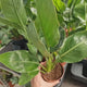 Strelitzia Reginae, Pasarea Paradisului, 40 cm, planta exotica mare cu frunze uriase tropicale decorative ideala pentru cadou