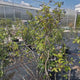 Afin Duke (Vaccinium corymbosum), afin american productiv, fructe mari, coacere timpurie, an 6 pe rod - 150 cm