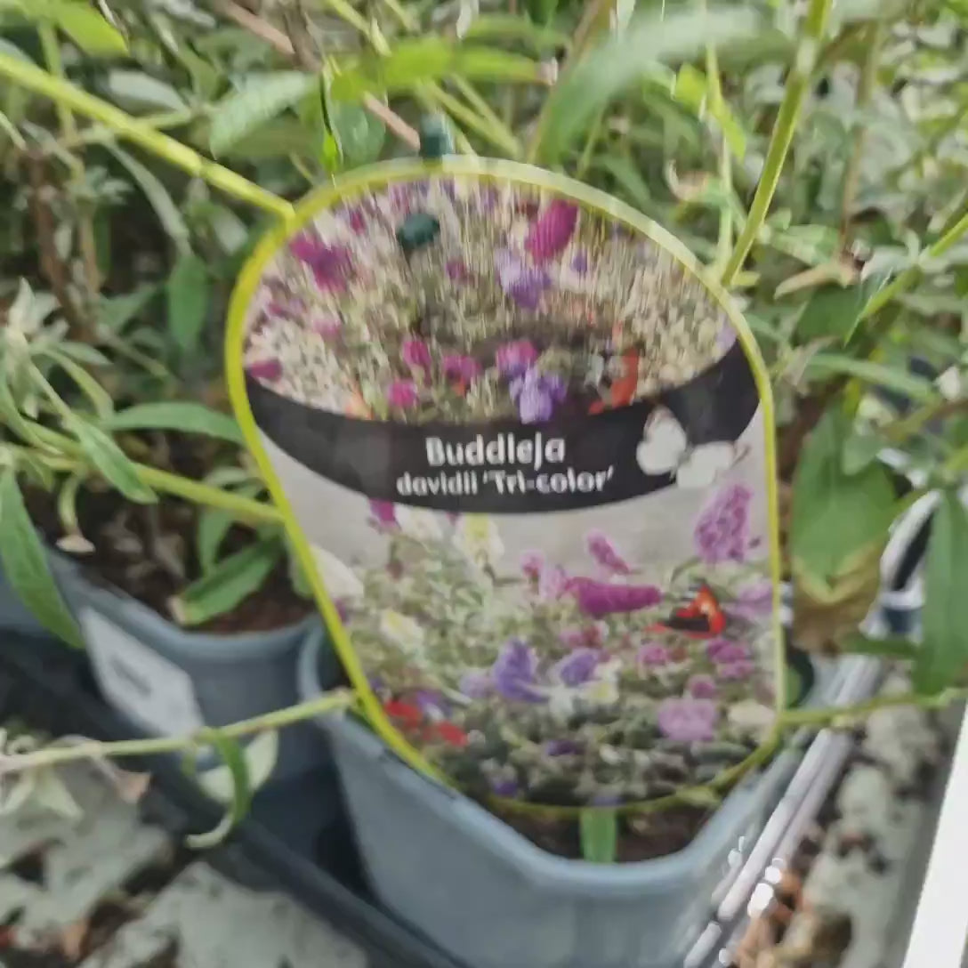 Liliac de Vara Tricolor (Buddleja), cu flori parfumate in trei culori diferite, alb roz mov, planta pentru fluturi, ghiveci sau gradina