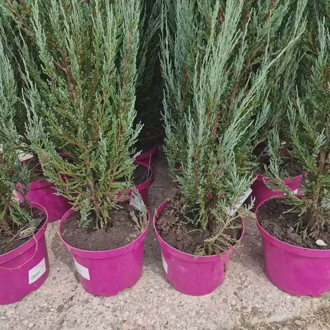 Ienupar columnar albastru de Munte Blue Arrow, conifer albastru decorativ, rezistent la ger, ideal pentru spatii inguste