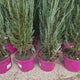 Ienupar columnar albastru de Munte Blue Arrow, conifer albastru decorativ, rezistent la ger, ideal pentru spatii inguste