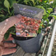 Leucothoe Curly Red, arbust vesnic verde cu frunzis rosu ondulat si colorit spectaculos
