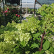 Hortensie paniculata Diamantino – alb-crem – tip copac