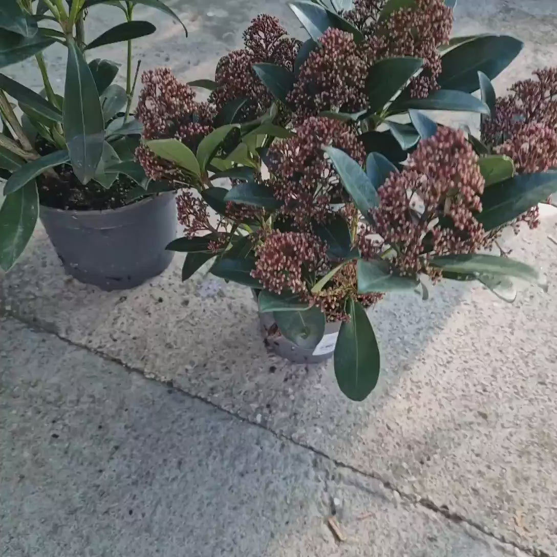 Liliac Japonez (Skimmia Perosa), arbust vesnic verde, flori parfumate si fructe decorative