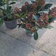 Liliac Japonez (Skimmia Perosa), arbust vesnic verde, flori parfumate si fructe decorative