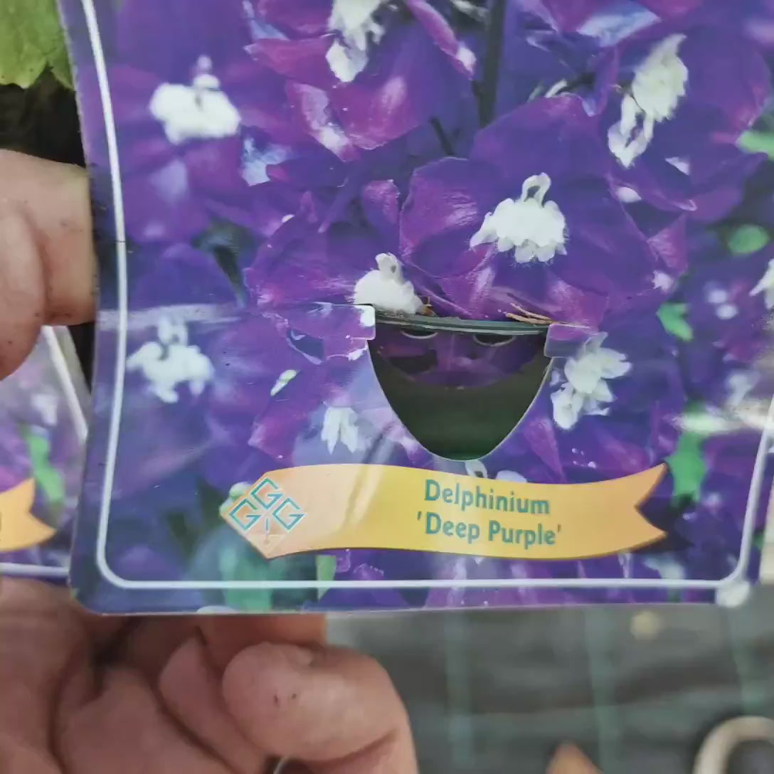 Nemtisor (Delphinium) Aurora Deep Purple - Planta Perena cu Flori Purpuriu Inchis