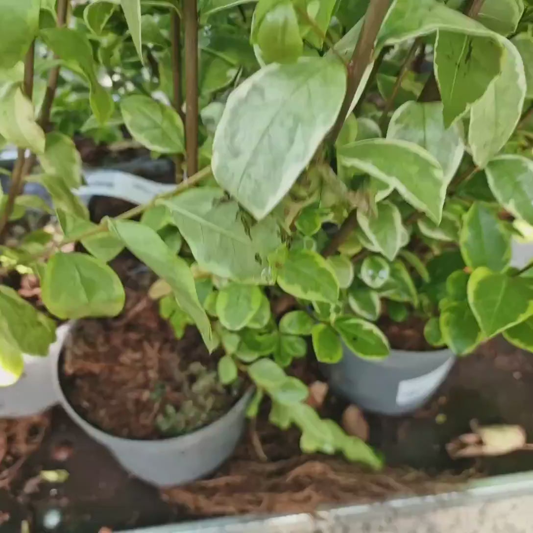 Lemn Cainesc Auriu (Ligustrum Ovalifolium Aureum), cu frunza ovala bicolora, gard viu decorativ, semi-vesnic verde, crestere rapida