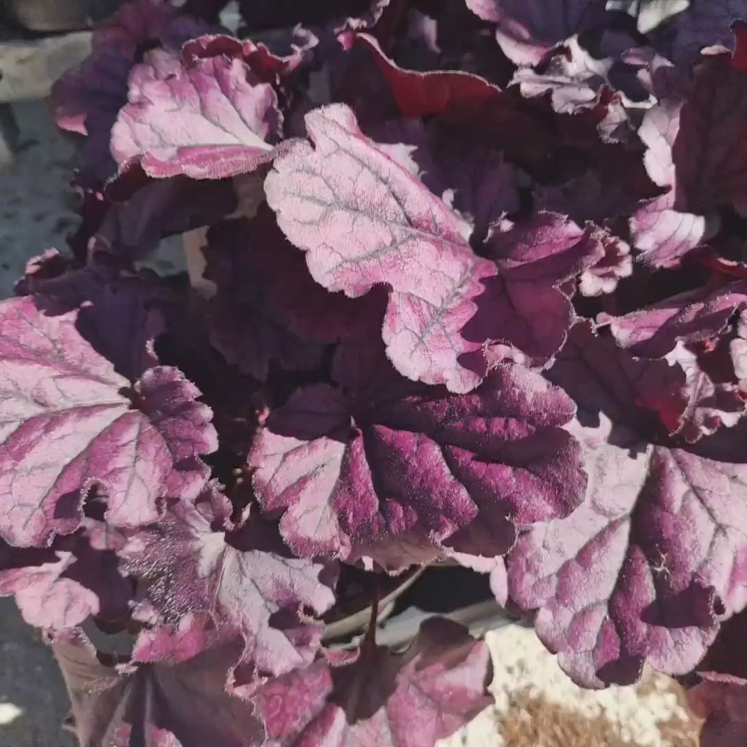 Clopotel purpuriu roz-violet (Heuchera) Wild Rose, acoperitor de sol