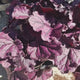Clopotel purpuriu roz-violet (Heuchera) Wild Rose, acoperitor de sol