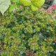 Iarba Grasa Sedum Sunshine, planta suculenta perena cu flori galbene, perena tapetanta pentru stancarii si soare