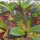 Croton Codiaeum Variegatum Mrs. Iceton,150 cm, planta de apartament exotica cu frunze rosii portocalii galbene