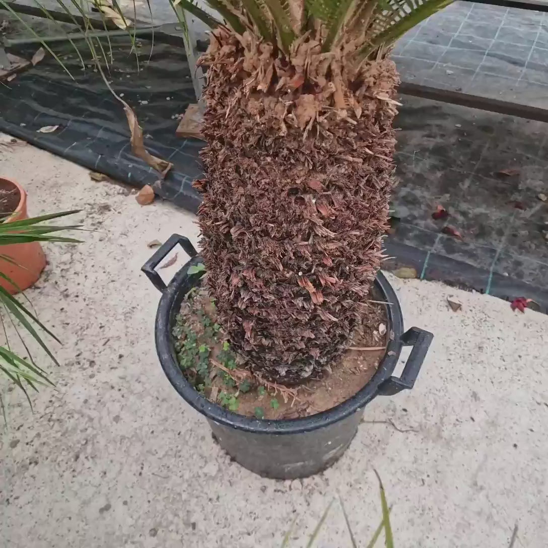 Palmier Sagotier Japonez Cycas Revoluta, 160 cm, planta de interior exotica cu frunze verzi rigide, decor tropical pentru casa