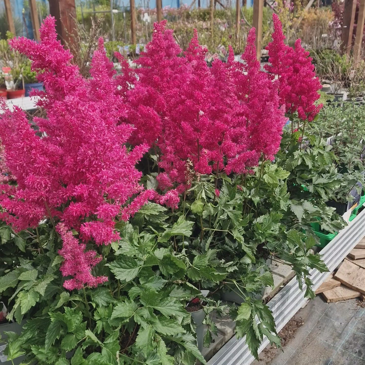 Astilbe Heavy Metal, planta perena umbra, Inflorescente roz intense, aspect elegant si bogat, ideal semi-umbra sau umbra