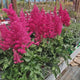 Astilbe Heavy Metal, planta perena umbra, Inflorescente roz intense, aspect elegant si bogat, ideal semi-umbra sau umbra