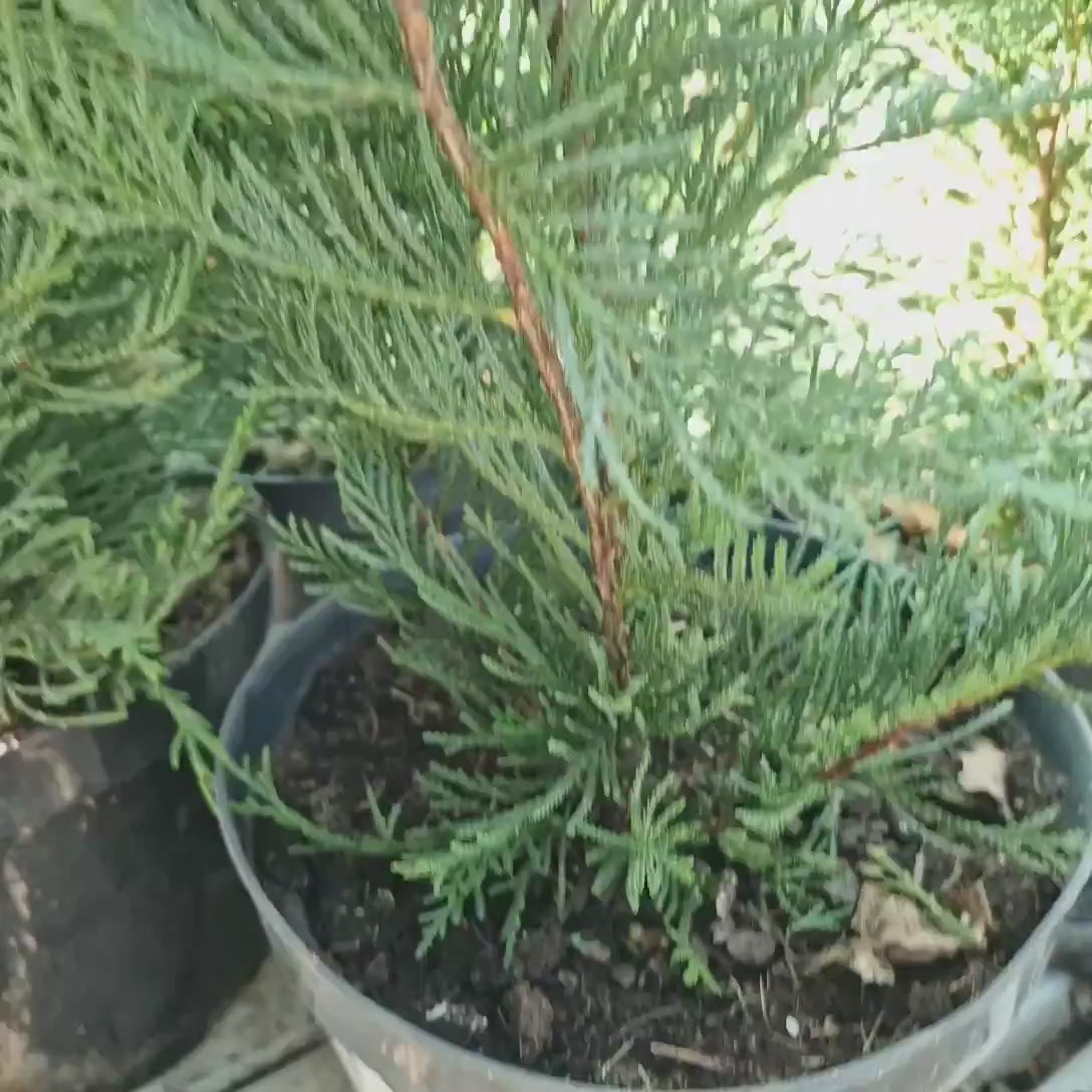 Chiparos Leylandii 2001, Stalp de Gheata, gard viu vesnic verde, compact, bogat, crestere controlata