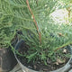 Chiparos Leylandii 2001, Stalp de Gheata, gard viu vesnic verde, compact, bogat, crestere controlata