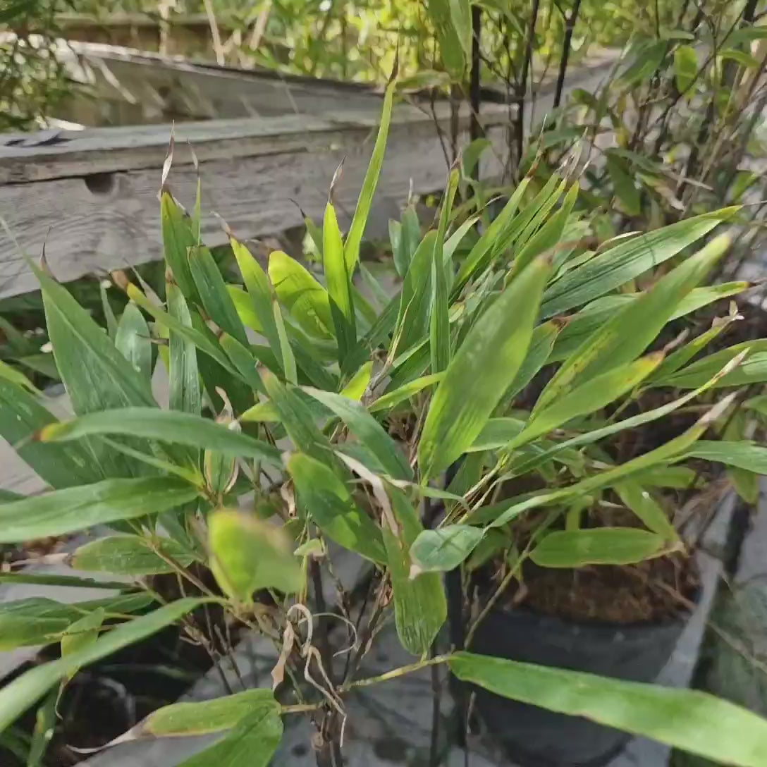 Bambus de Gradina Negru (Phyllostachys Nigra), tulpini negre, rezistent la frig, gard viu dens, ideal pentru gard viu si terase