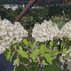 Hortensie arborescens Hercules Copacel – alba, 130 cm