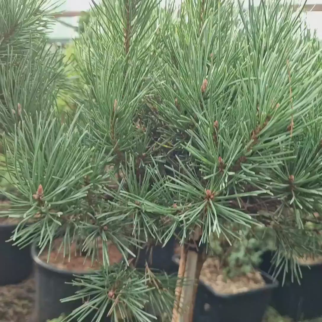Pin Scotian Watereri Copac (Pinus Sylvestris), decorativ cu coroana compacta si crestere lenta, ideal ca solitar in gradini elegante