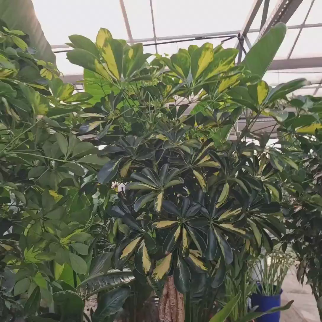 Palmierul Umbrela (Schefflera) Gold Capella, 190 cm, planta de interior decorativa, frunze verzi cu pete aurii, purificatoare de aer, usor de ingrijit