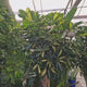 Palmierul Umbrela (Schefflera) Gold Capella, 190 cm, planta de interior decorativa, frunze verzi cu pete aurii, purificatoare de aer, usor de ingrijit