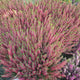 Calluna (Iarba Neagra) Franca, cu flori rosii-roz, vesnic verde, rezistenta la frig, de ghiveci sau gradina