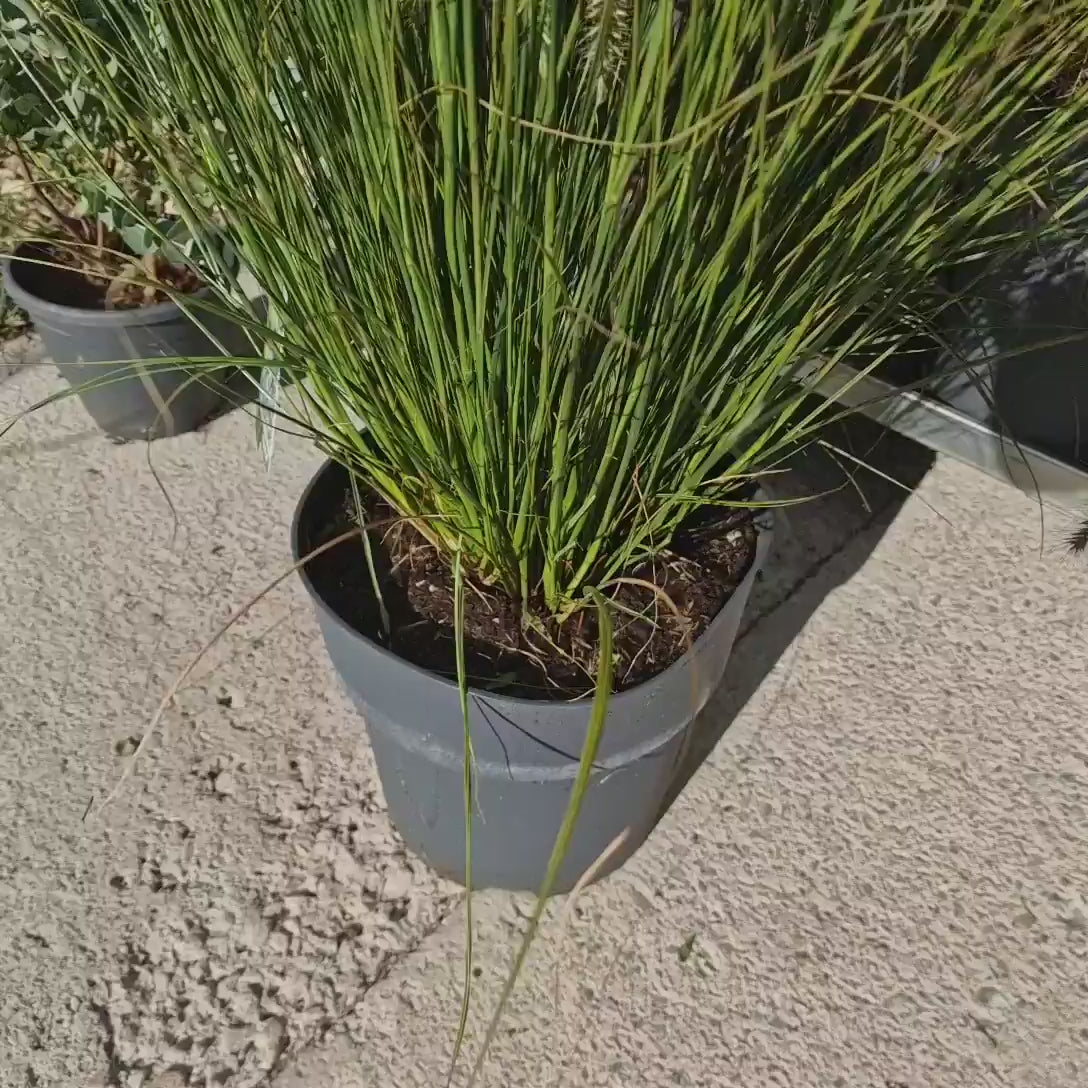 Iarba chinezeasca Pennisetum Hameln, spice decorative, tufis compact, rezistenta la frig