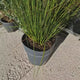 Iarba chinezeasca Pennisetum Hameln, spice decorative, tufis compact, rezistenta la frig