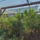 Pin Clasic Gresesc (Pinus Pinea), pin umbrela mediteranean si forma ornamentala unica