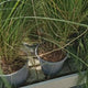 Iarba Decorativa roz-purpuriu Texas (Muhlenbergia Capillaris), iarba cu flori roz spectaculoase, perena, tolereaza seceta