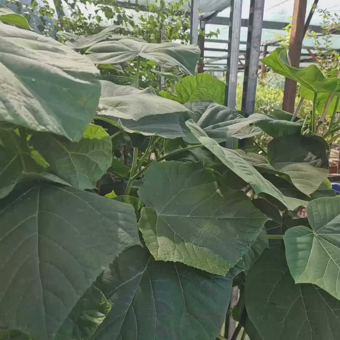 Arborele Printesei- Paulownia Tomentosa, copac ornamental cu crestere rapida, flori mov-liliachii parfumate, copac de umbra perfect