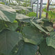 Arborele Printesei- Paulownia Tomentosa, copac ornamental cu crestere rapida, flori mov-liliachii parfumate, copac de umbra perfect
