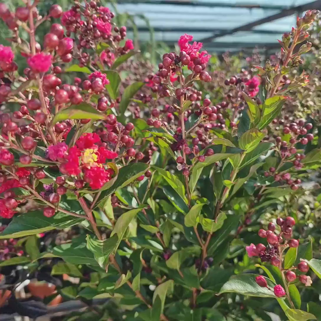 Liliac Indian Copac Enduring Summer Red (Lagerstroemia Indica), copac compact cu flori rosu- intens, inflorire continua