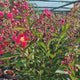 Liliac Indian Copac Enduring Summer Red (Lagerstroemia Indica), copac compact cu flori rosu- intens, inflorire continua