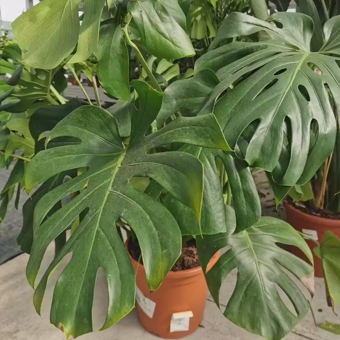 Planta de apartament Monstera Deliciosa, 160 cm, frunze mari tropicale perforate natural, usor de ingrijit, purificatoare de aer