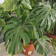 Planta de apartament Monstera Deliciosa, 160 cm, frunze mari tropicale perforate natural, usor de ingrijit, purificatoare de aer