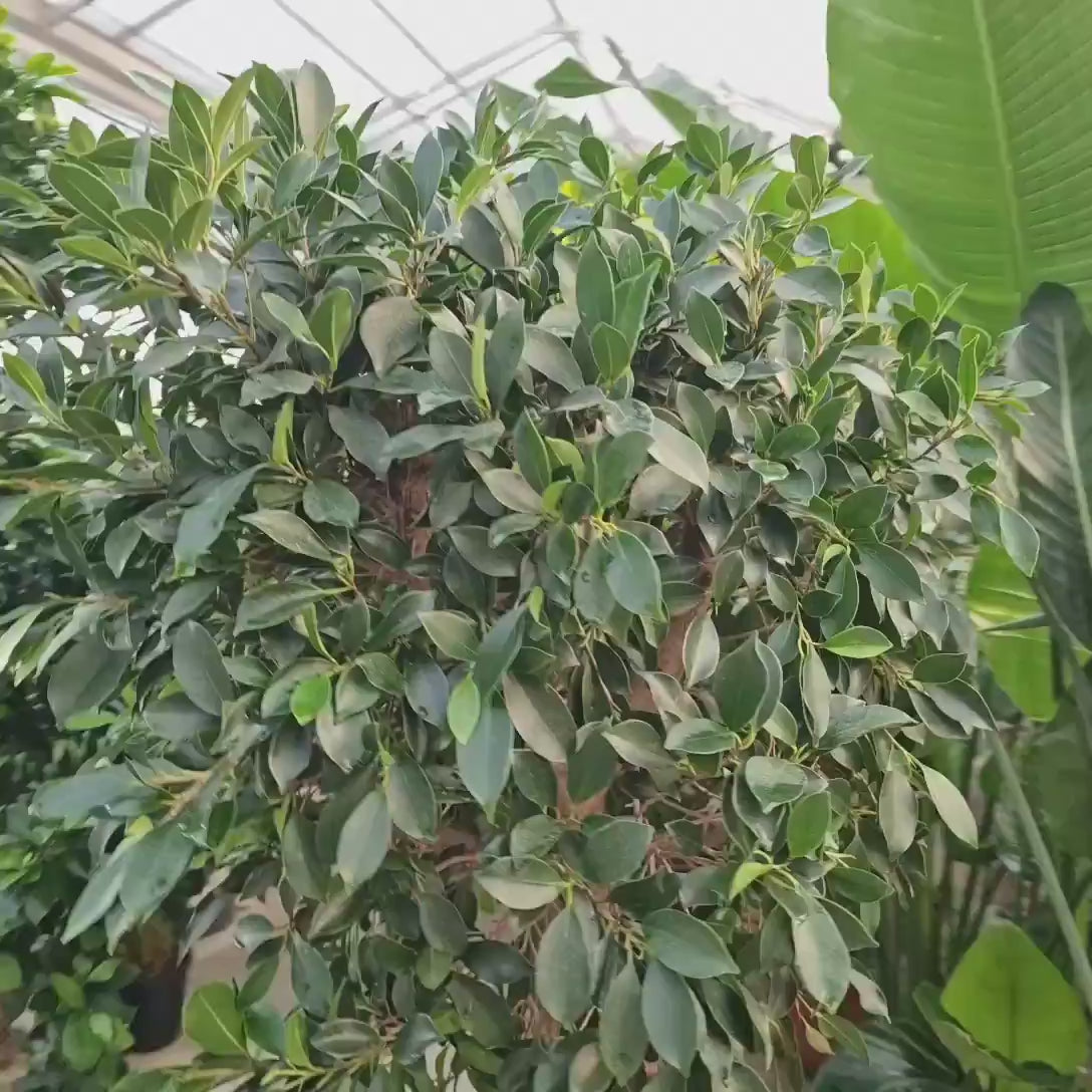 Ficus Nitida cu Tulpina Dreapta, 180 cm, planta de interior cu coroana bogata si frunze verzi lucioase
