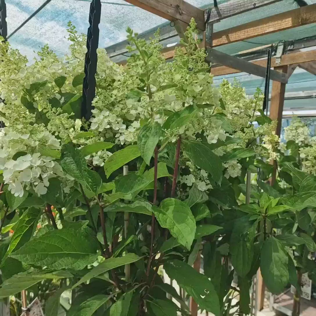 190 cm inaltime | 120 cm tulpina | ghiveci 9 l