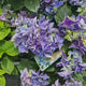 Hortensie macrophylla – albastra