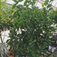 Mandarin pitic Calamondin, cu fructe acrisoare-intens, cu usoare note dulci, livrat cu fructe coapte, 100 cm