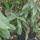 Laur englezesc (Prunus laurocerasus) Genolia, vesnic verde, gard viu rapid, rezistent la boli, frig si caldura, inflorire decorativa