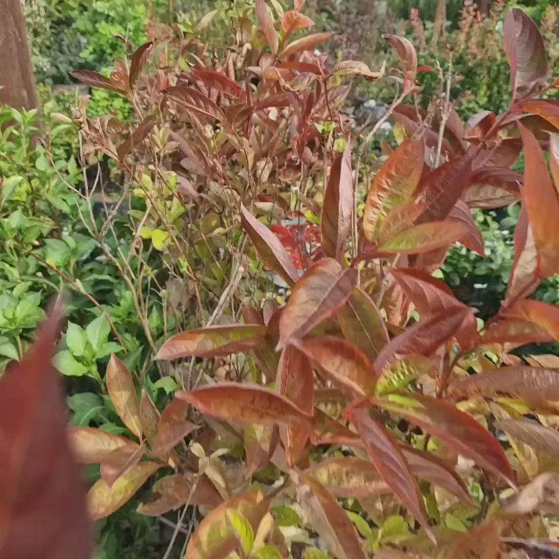 Weigela Wings Of Fire, arbust decorativ cu frunzis rosu aprins, flori roz, rezistenta iarna