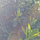 Laur Japonez (Ilex) Nellie R. Stevens, copac ornamental vesnic verde cu fructe rosii decorative, crestere rapida